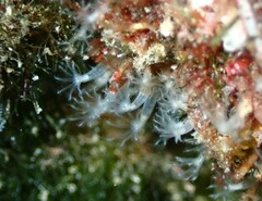 Cornularia cornucopiae