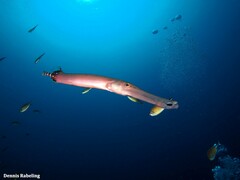 Aulostomus strigosus