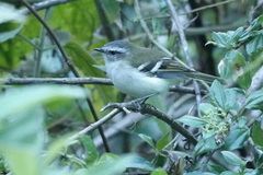 Mecocerculus stictopterus