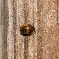 Amphicrossus ciliatus