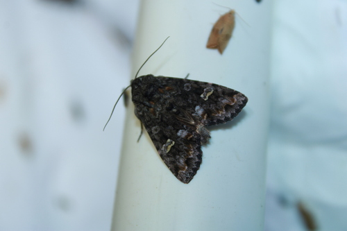 Otter Spiramater Moth photo 3