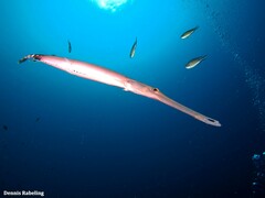 Aulostomus strigosus