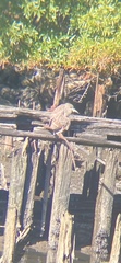 Nycticorax nycticorax