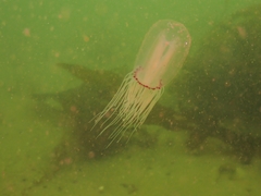 Polyorchis penicillatus