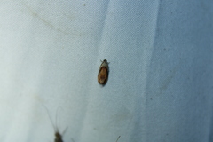 Zomaria interruptolineana