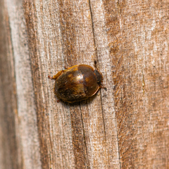 Amphicrossus ciliatus