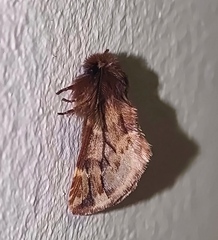 Ptilophora plumigera