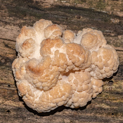 Hericium americanum