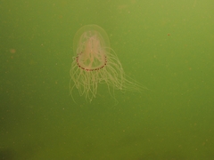Polyorchis penicillatus