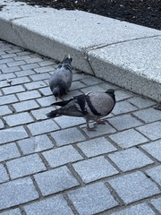 Columba livia domestica