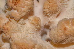 Hericium americanum