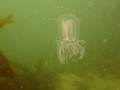 Polyorchis penicillatus