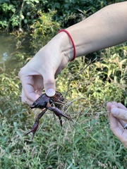 Procambarus clarkii