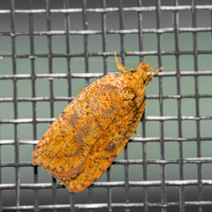 Agonopterix robiniella