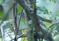 Myiothlypis coronata