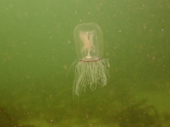 Polyorchis penicillatus