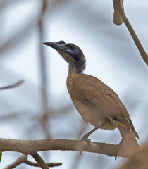 Philemon buceroides