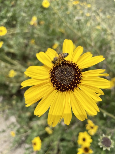 iNaturalist observation photo of California brittlebush