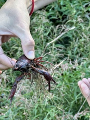 Procambarus acutus