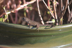 Anolis sagrei