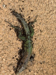 Ameiva ameiva