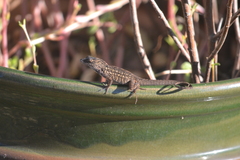 Anolis sagrei