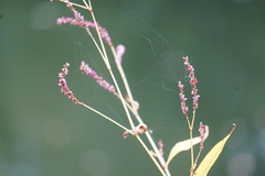 Persicaria extremiorientalis