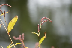 Persicaria extremiorientalis