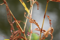 Persicaria extremiorientalis
