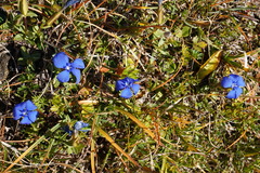 Gentiana verna