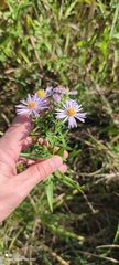 Symphyotrichum novi-belgii