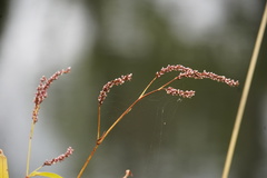 Persicaria extremiorientalis