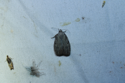 Three-lined Balsa Moth photo 4