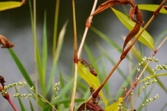 Persicaria extremiorientalis