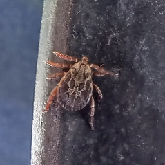 Dermacentor marginatus