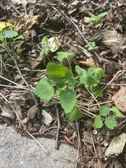 Lamium purpureum