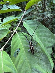 Taeniotes cayennensis