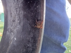 Dermacentor marginatus