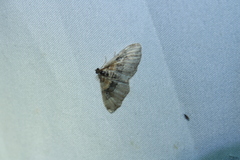 Xanthorhoe ferrugata