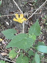 Abutilon sonneratianum
