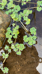 Ranunculus hederaceus