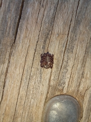 Dermacentor marginatus