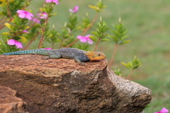 Agama lionotus