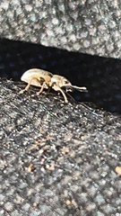 Pantomorus cervinus