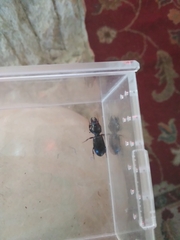 Scarites subterraneus