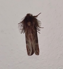 Ptilophora plumigera