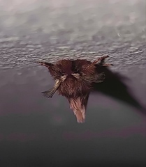 Ptilophora plumigera