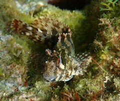 Parablennius gattorugine