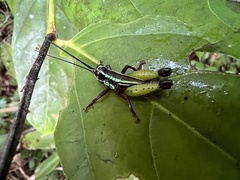 Othnacris surdaster
