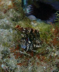 Parablennius gattorugine